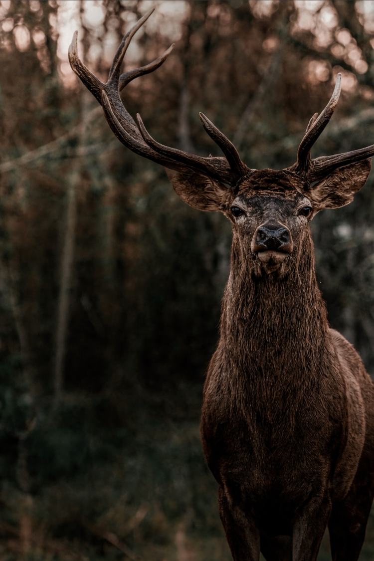 Hirsch