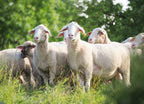 Schaflandjäger 100% Schaf & Lammfleisch – aus eigener Schäferei | Geräucherte Lammwurst