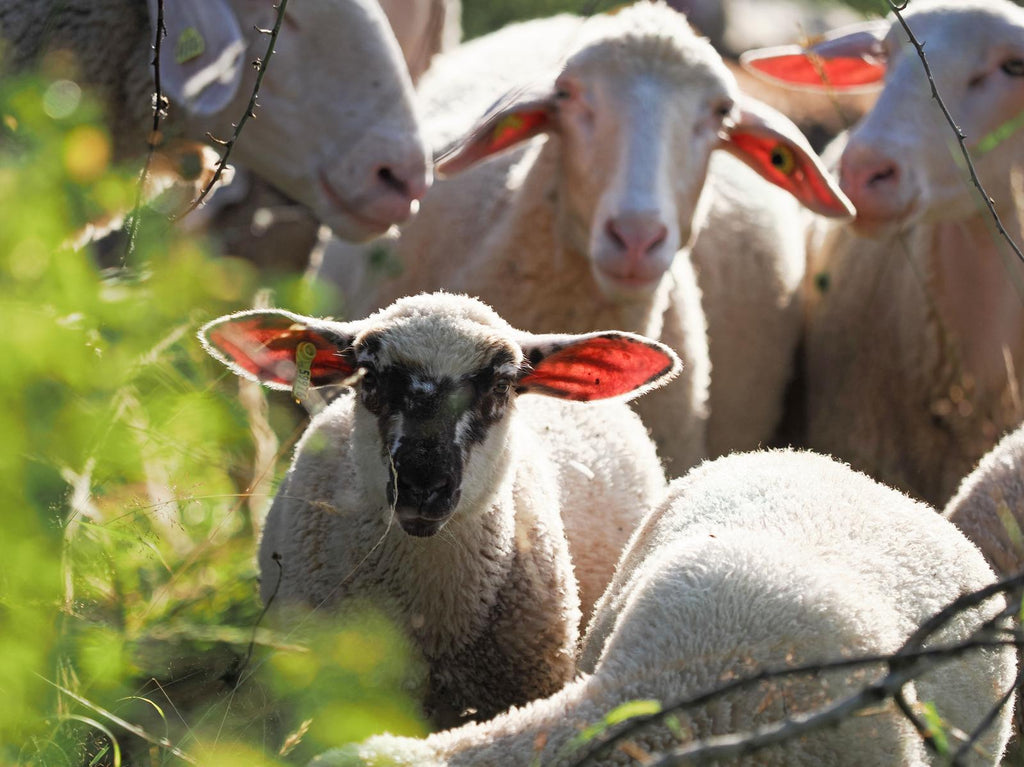Schaflandjäger 100% Schaf & Lammfleisch – aus eigener Schäferei | Geräucherte Lammwurst