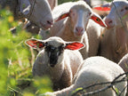 Schaflandjäger 100% Schaf & Lammfleisch – aus eigener Schäferei | Geräucherte Lammwurst